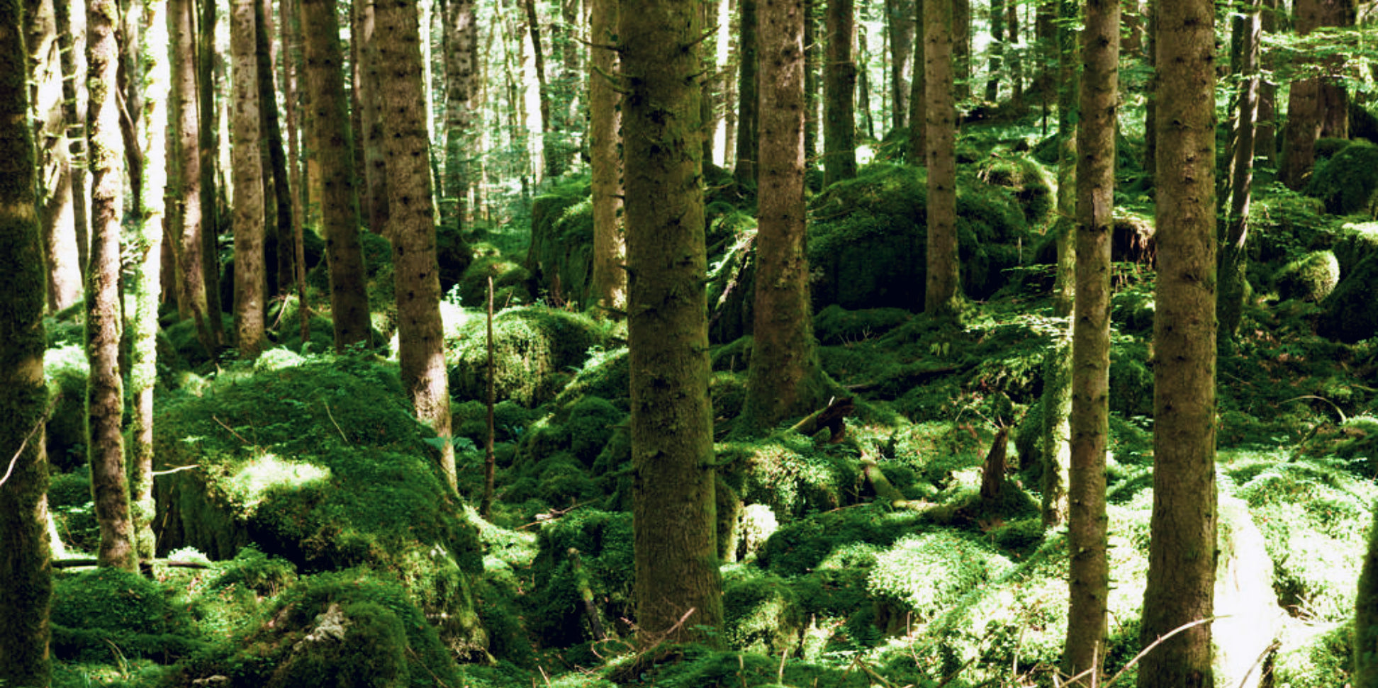 poloshirt-poloshirts-polo-shirt-herren-ad.m